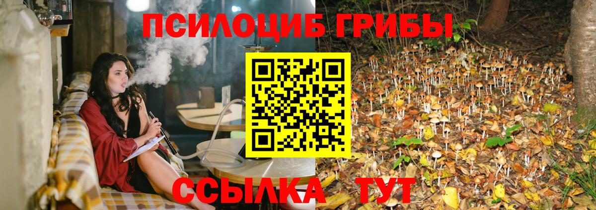 Псилоцибиновые грибы Psilocybe Моздок